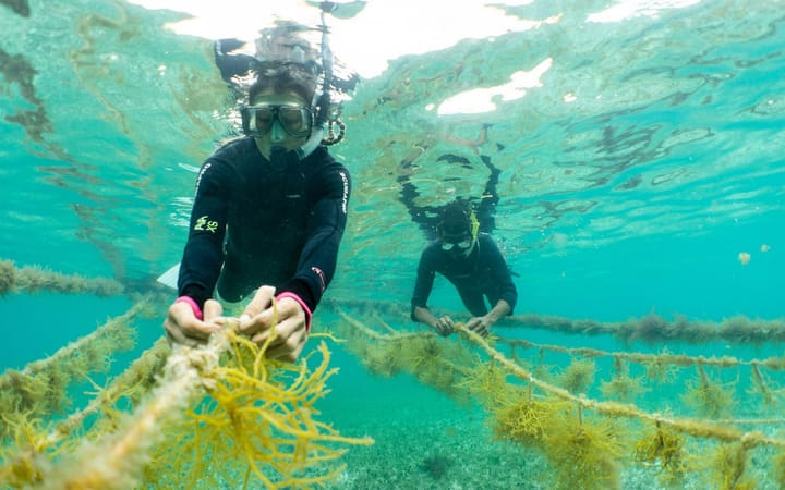 Sowing the Seas: Ocean Farming Will Grow the Crops of the Future